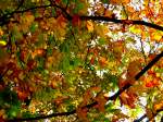 Ein  Baum in seinen sch�nen Herbstfarben   |   Aufnahme: 2011:10:24 15:26:55