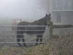 Winter mit Pferd und Nebel irgendwo im tiefen M�nsterland am 21.12.2002