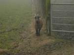 M�nsterland-Winter mit Schaf am 21.12.2002.