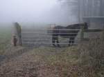 Winter mit Pferd, Schaf und Nebel irgendwo im tiefen M�nsterland am 21.12.2002