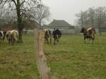 Fl�chtende K�he im M�nsterland am 21.12.2002.