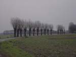Kopfweiden an einer kleinen Stra�e im M�nsterland am 25.01.2003.