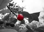 Eine sch�ne rote Kirsche 