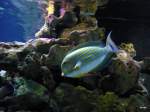 Ein Doktorfisch mit seinen pr�chtigen Farben schwimmt zu dem Stein
