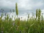 Eine Bunte Wiese