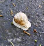 Eine Schnecke sitzt auf einen Asphaltierten Weg 