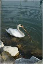 Ein Schwan r�umt auf, bzw. baut sein Nest.
Villeneuve, den 15.03.2011