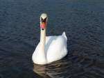 Ein Schwan auf der Elbe    |

Aufnahme: 2011:10:24 14:04:25

