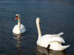 Zwei Schw�ne auf der Elbe   |

Aufnahme: 2011:10:24 14:04:25

